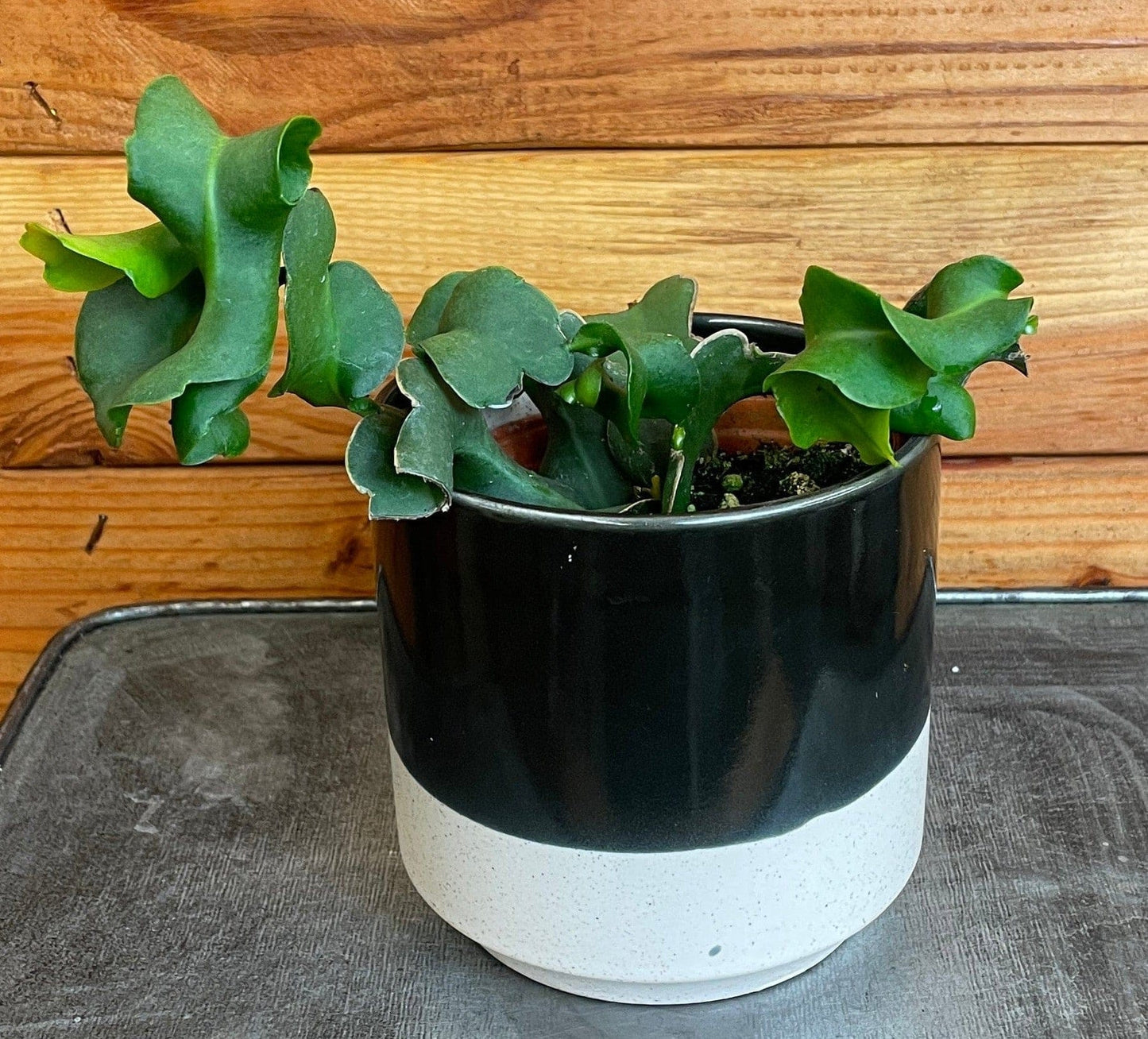 Epiphyllum Curly Locks, 4" Plant