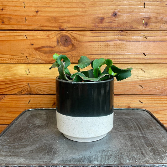 Epiphyllum Curly Locks, 4" Plant