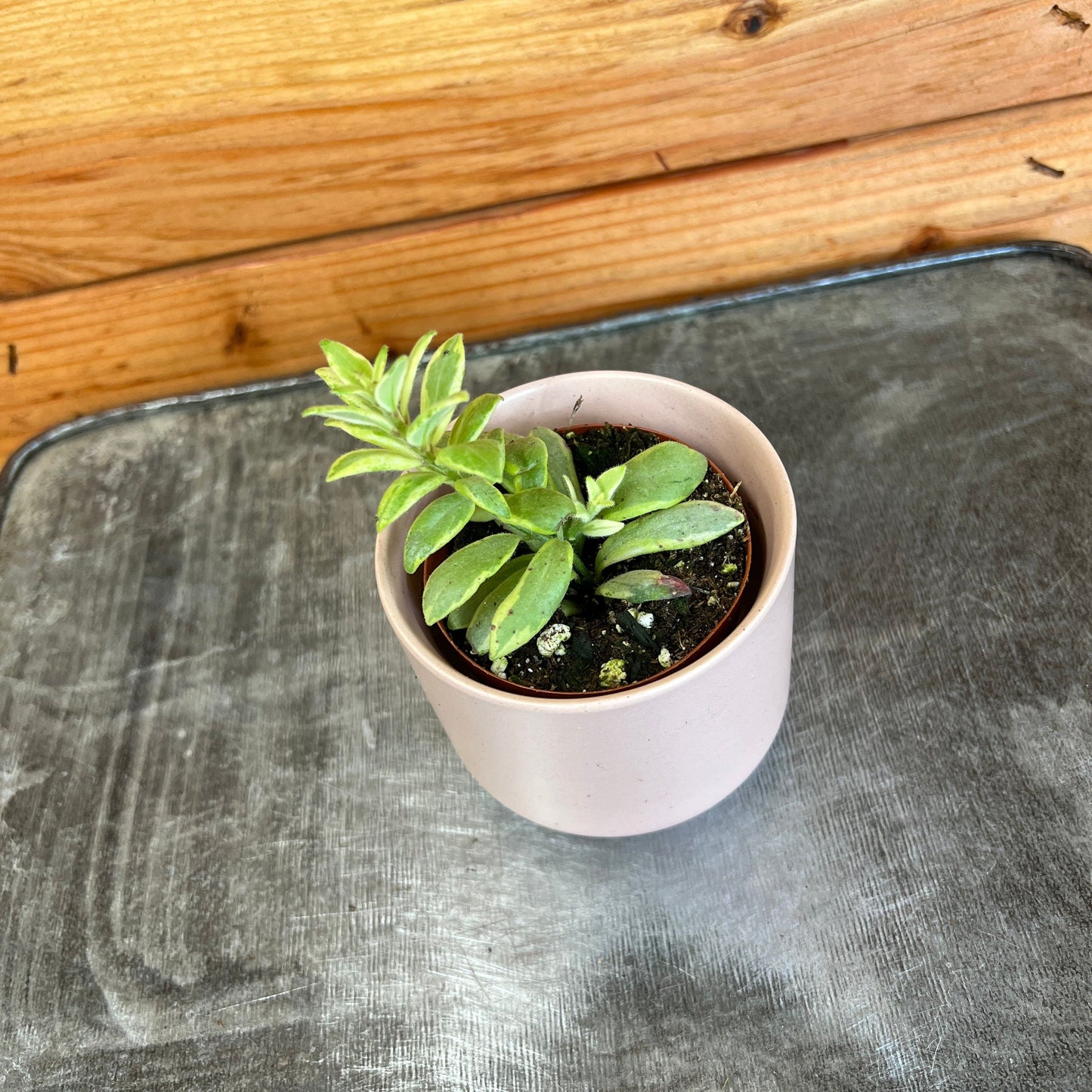 Aeschynanthus Lipstick Bolero Bicolore, 2" Plant