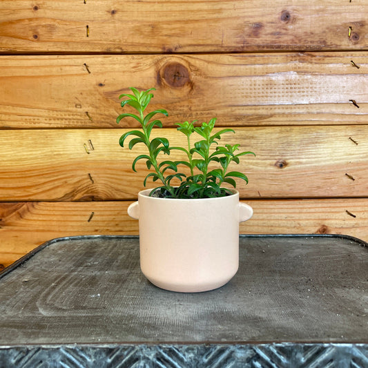 Aeschynanthus Lipstick Buxifolius Box Leaf, 2" Plant