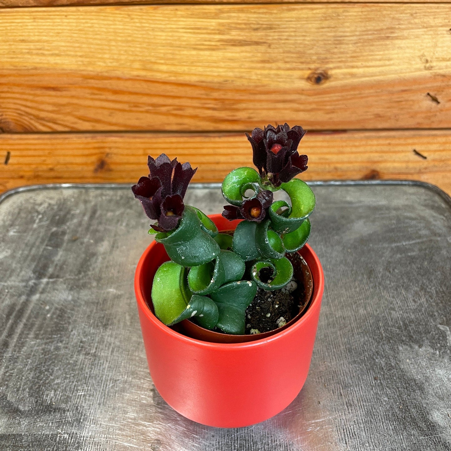Aeschynanthus Lipstick Curly, 2" Plant