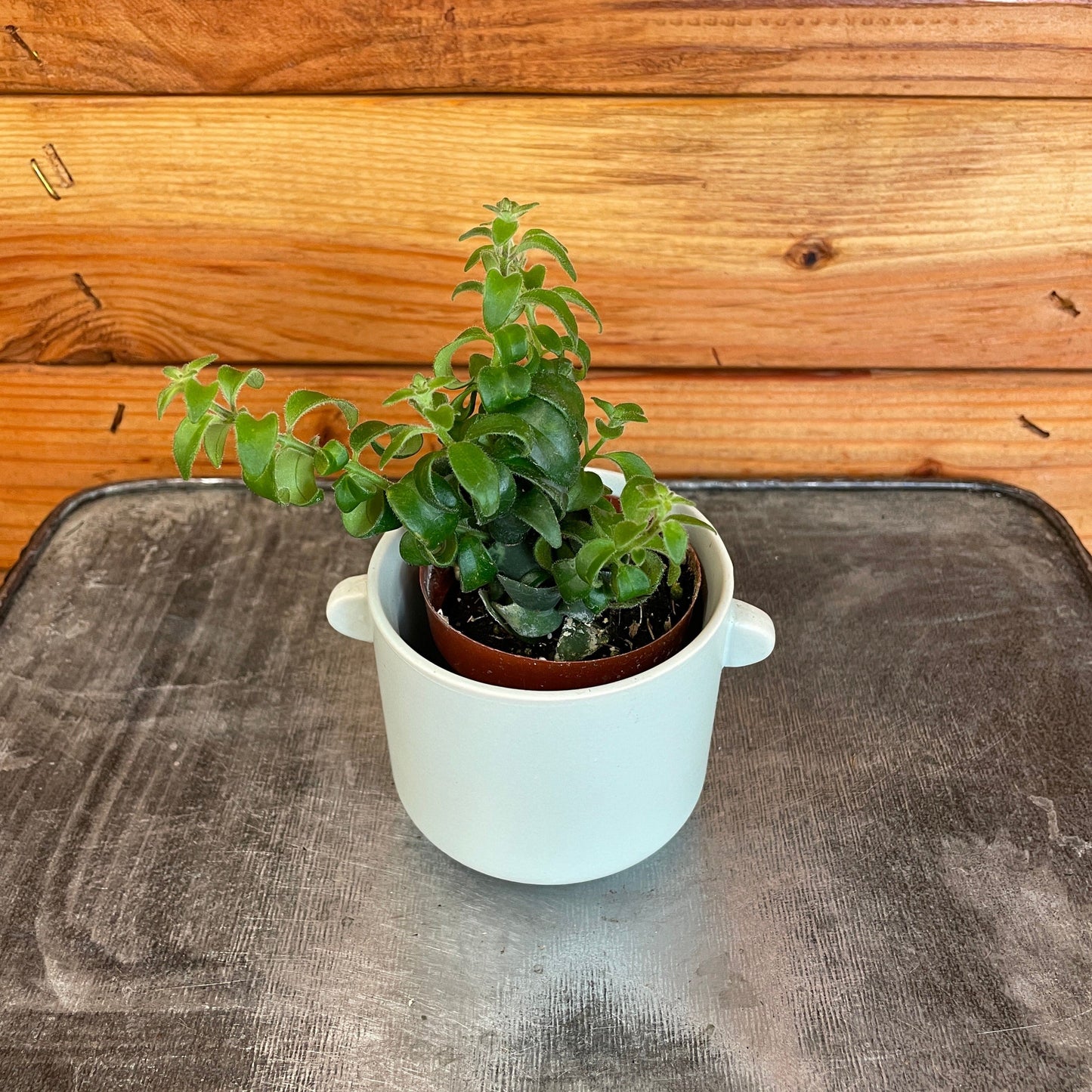 Aeschynanthus Lipstick Curly, 2" Plant