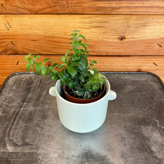 Aeschynanthus Lipstick Curly, 2" Plant