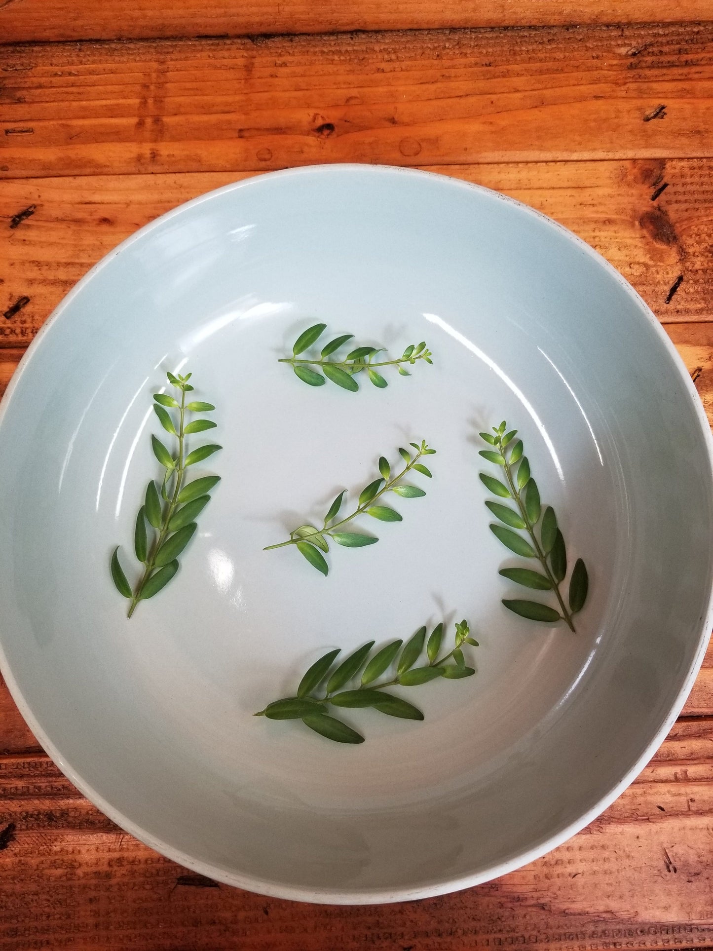 Aeschynanthus Lipstick Japhrolepis, Cuttings x5