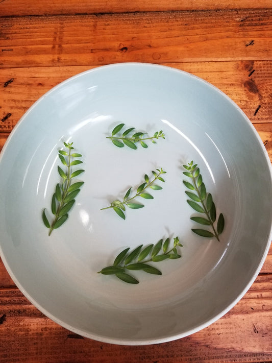 Aeschynanthus Lipstick Japhrolepis, Cuttings x5