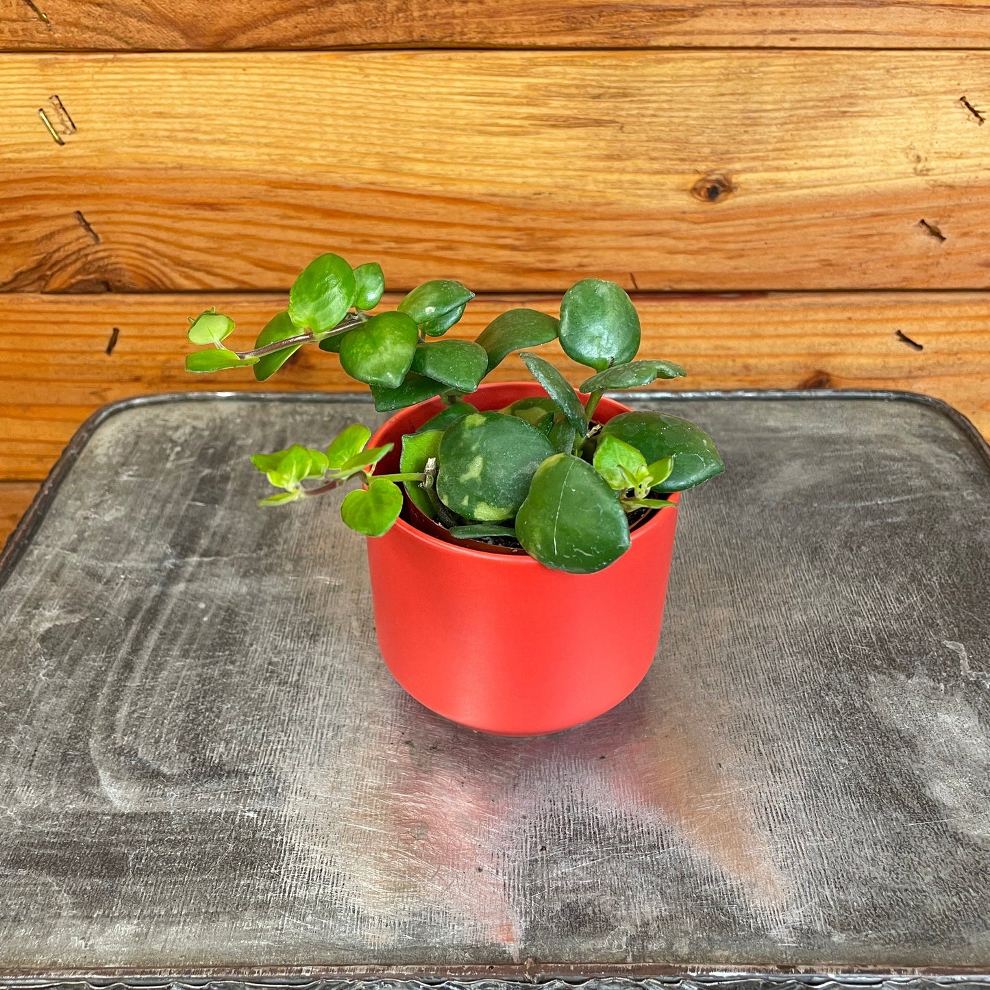 Aeschynanthus Lipstick Thai Pink, 2" Plant