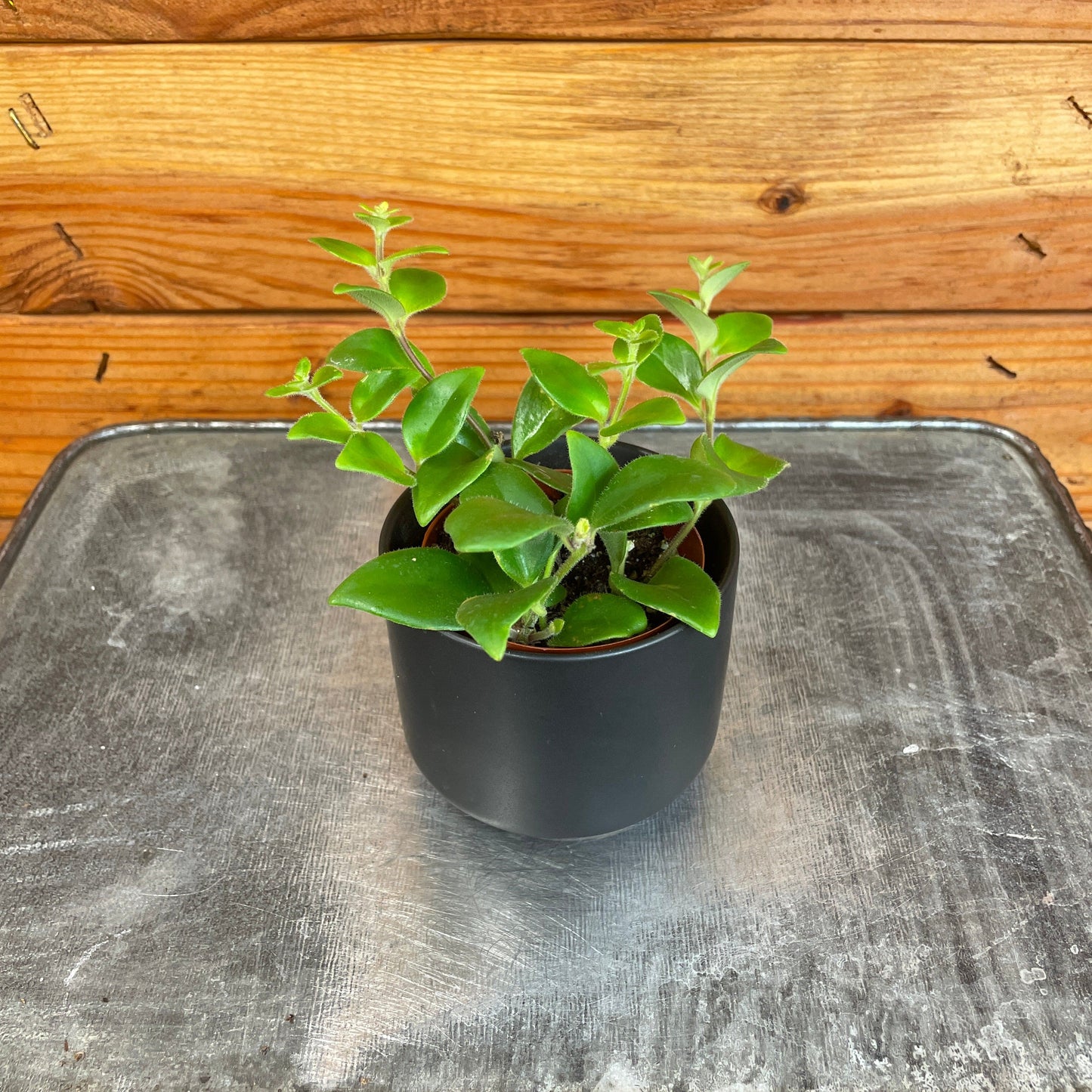 Aeschynanthus Lipstick Tricolor from Borneo, 2" Plant