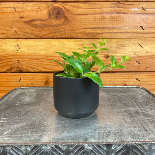 Aeschynanthus Lipstick Tricolor from Borneo, 2" Plant