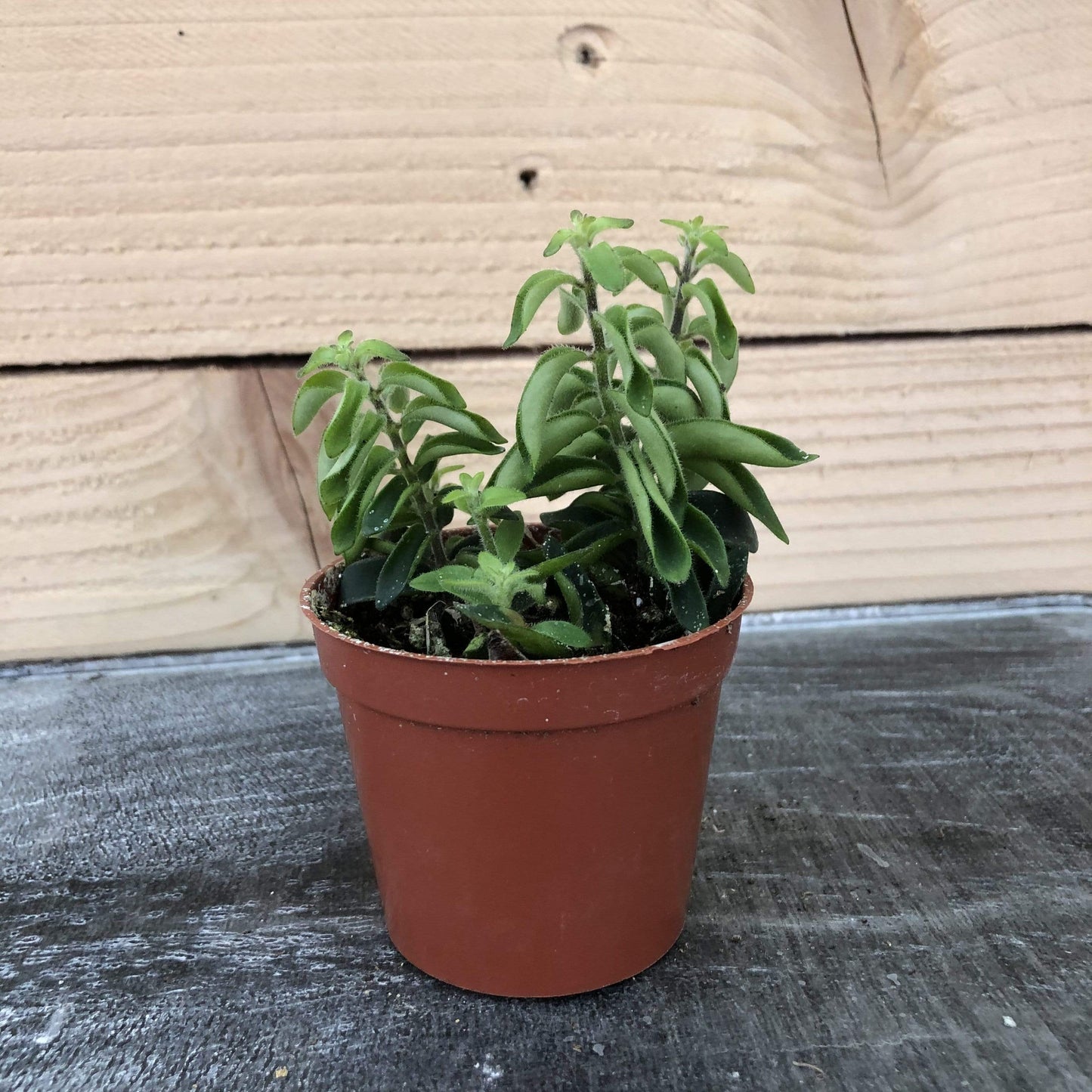 Aeschynanthus Lipstick Twister, 2" Plant