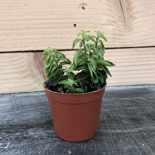 Aeschynanthus Lipstick Twister, 2" Plant