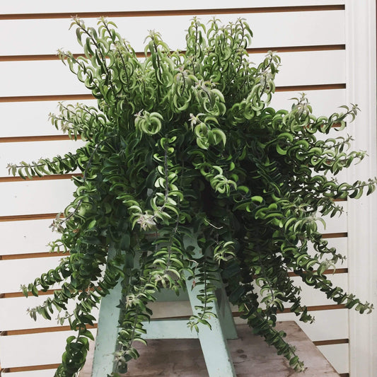 Aeschynanthus Lipstick Twister, Cuttings x5