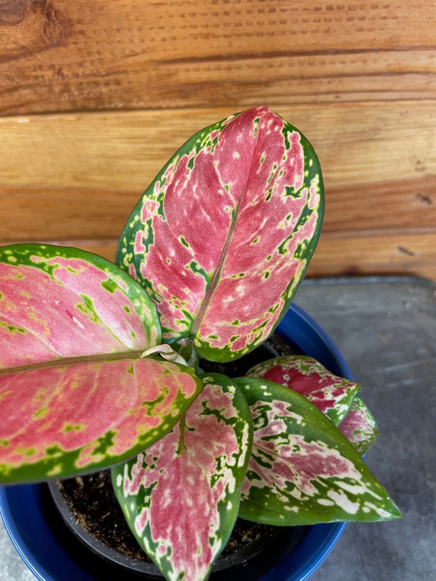 Aglaonema Diamond Red, 4” Plant