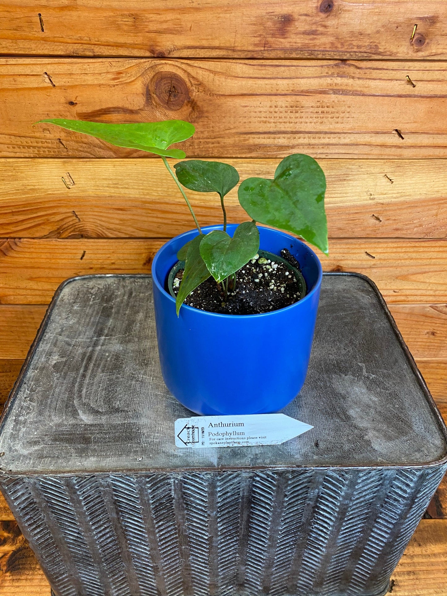 Anthurium Podophyllum, 4" Plant