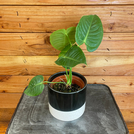 Anthurium Veitchii King, 4" Plant