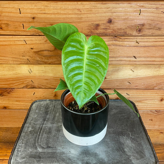 Anthurium Veitchii King, 4" Plant