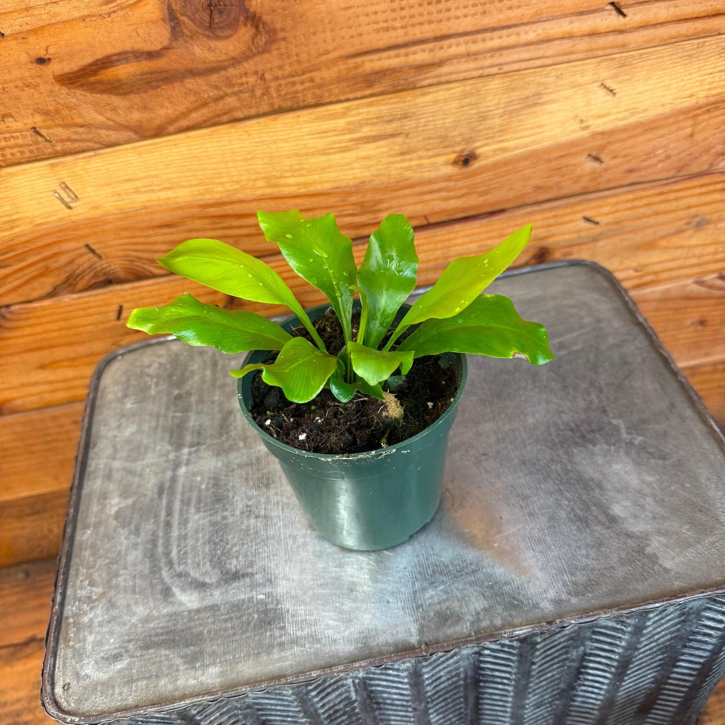 Asplenium Nidus Bird's Nest Fern, 4" Plant
