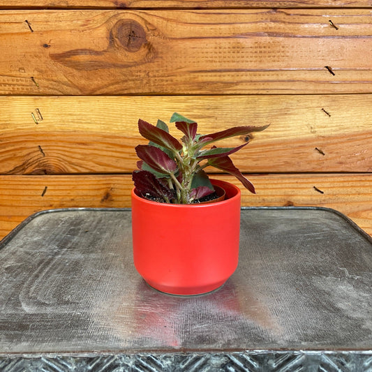 Begonia Angel Wing Brazilian Lady, 2" Plant