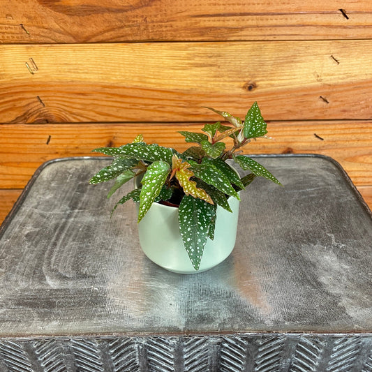 Begonia Angel Wing Medora, 2" Plant