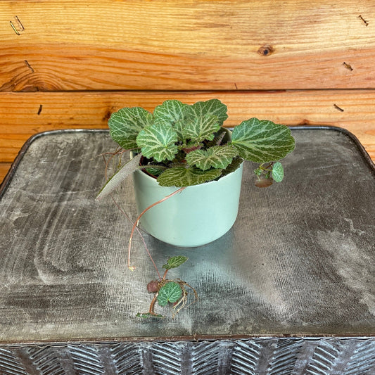 Begonia Strawberry, 2" Plant