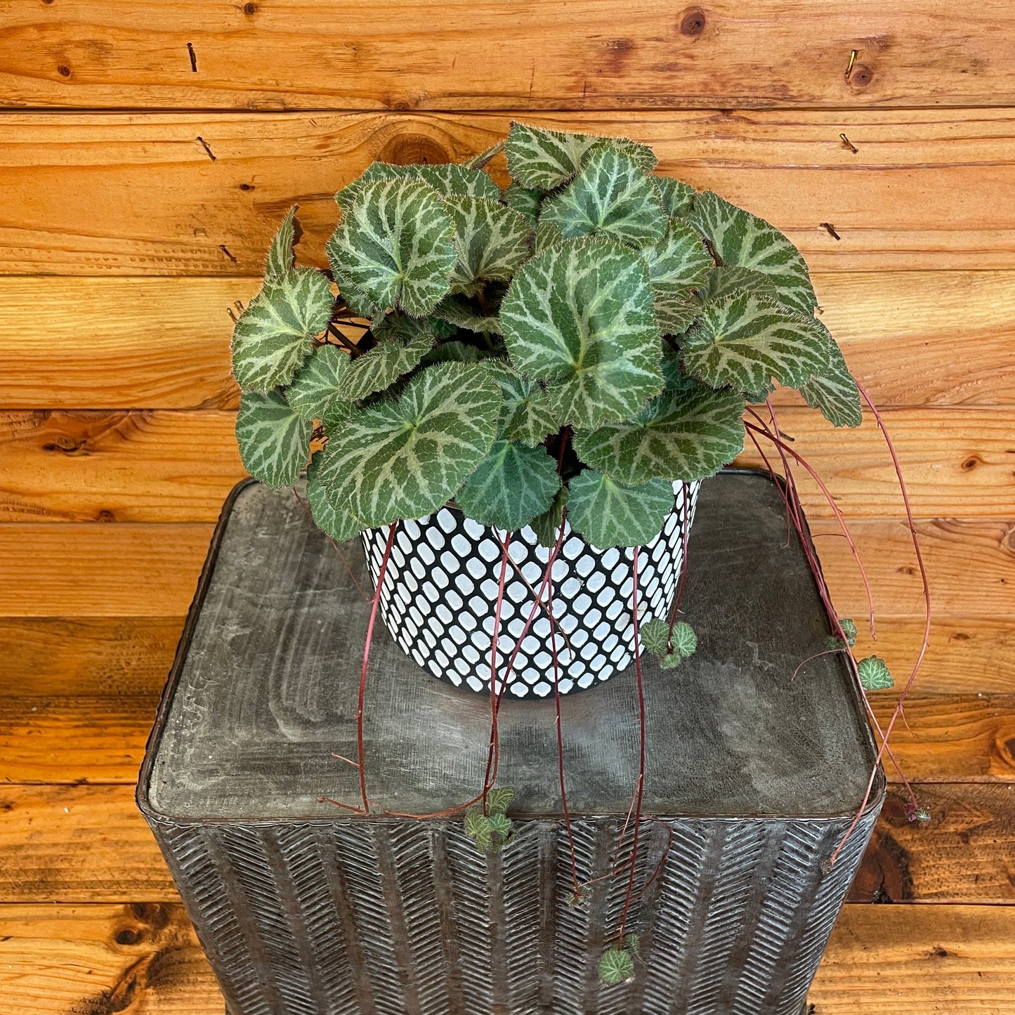 Begonia Strawberry, 6" Plant