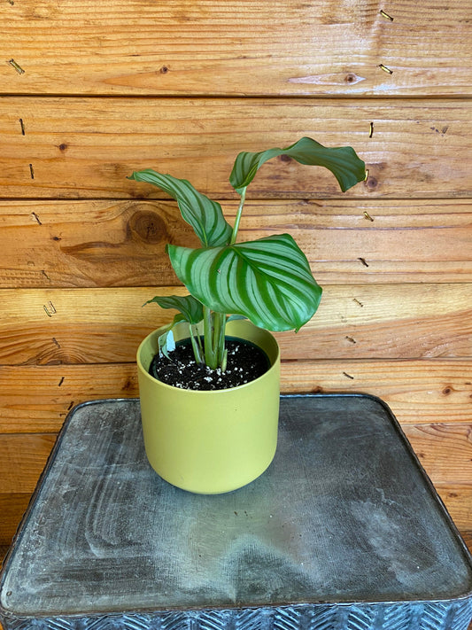 Calathea Orbifolia, 4" Plant