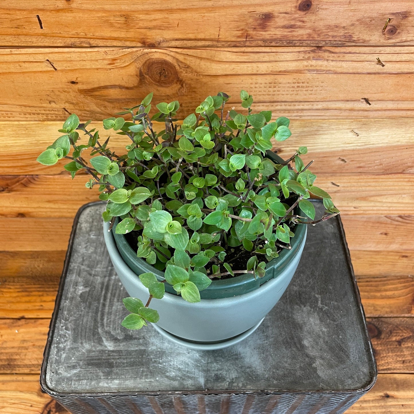 Callisia repens, 6" Plant