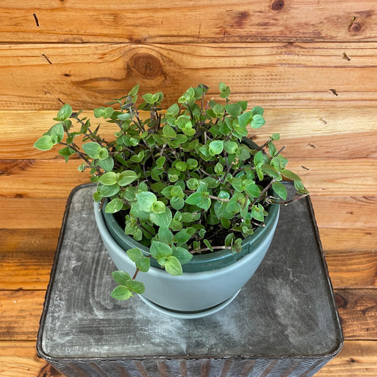 Callisia repens, 6" Plant
