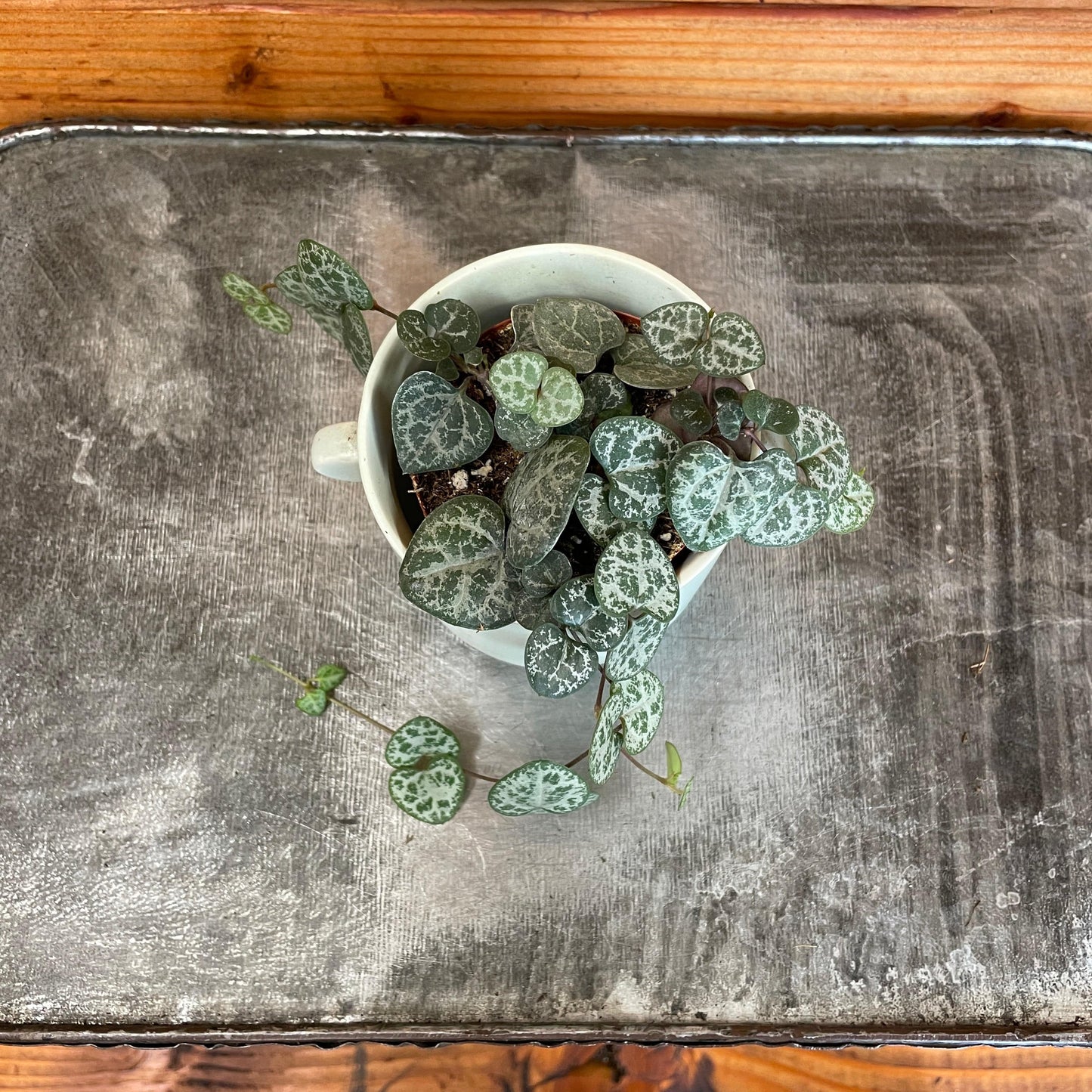 Ceropegia Woodii String of Hearts, 2" Plant