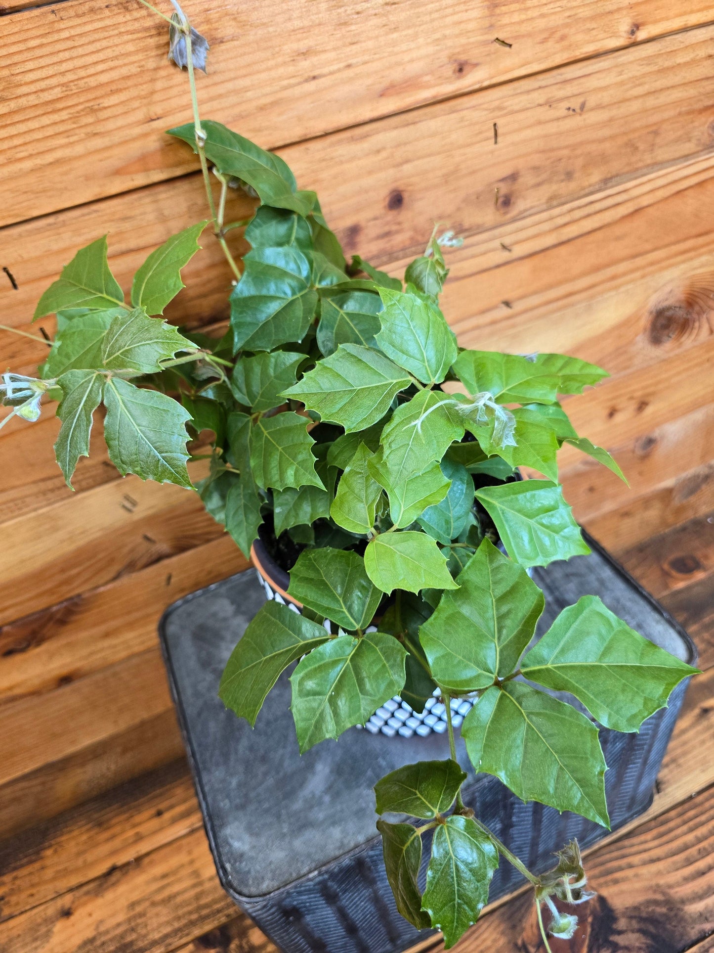 Cissus Grape Leaf Ivy, 6" Plant