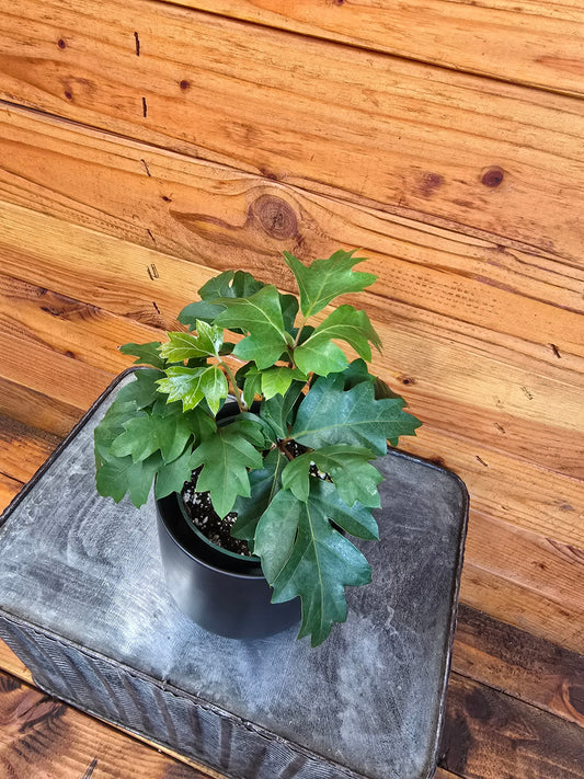 Cissus Oak Leaf Ivy, 4" Plant