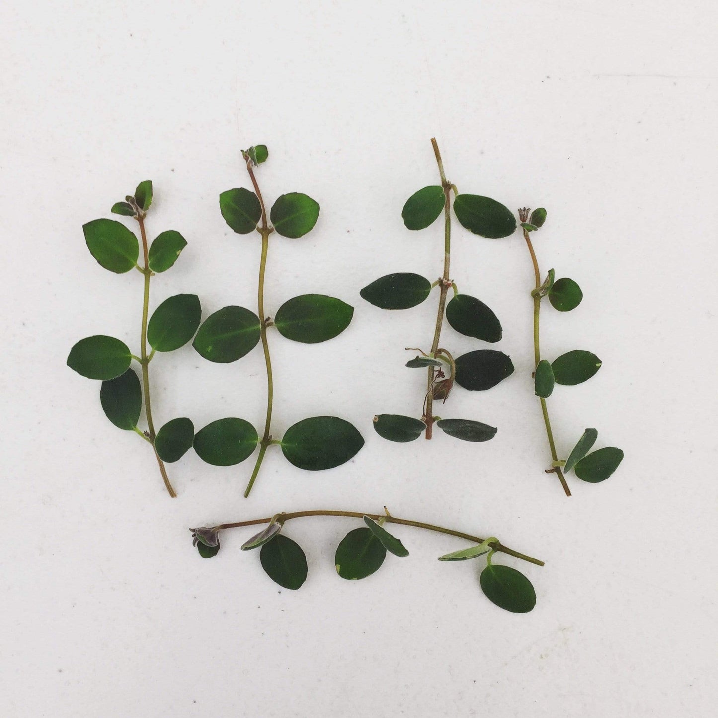 Codonanthe Devosiana Paula, Cutting x5