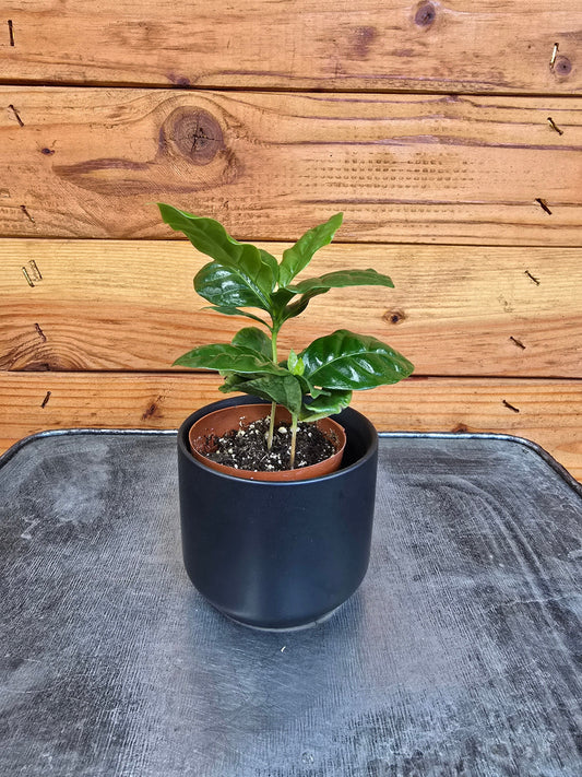 Coffea Arabica Coffee Plant, 2" Plant