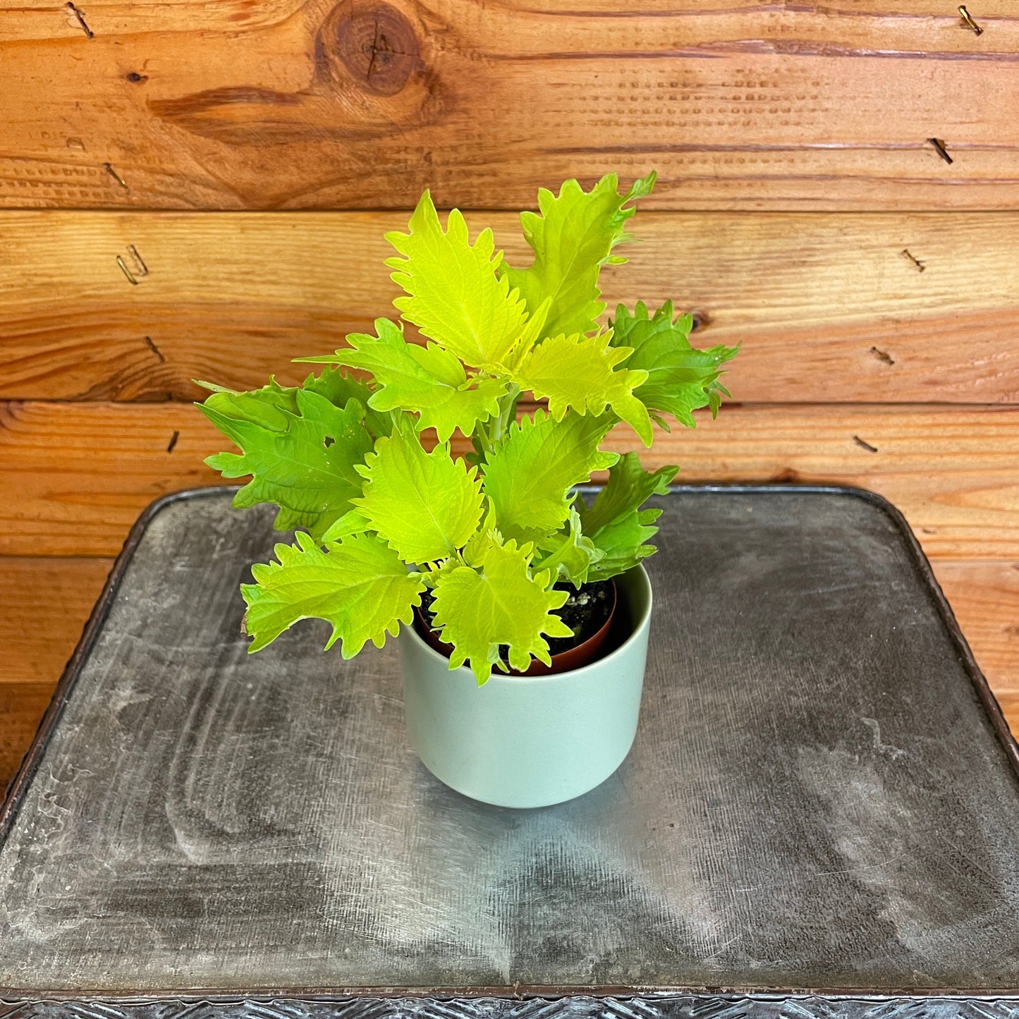 Coleus Wasabi, 2" Plant