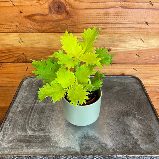Coleus Wasabi, 2" Plant