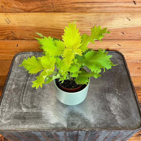 Coleus Wasabi, 2" Plant