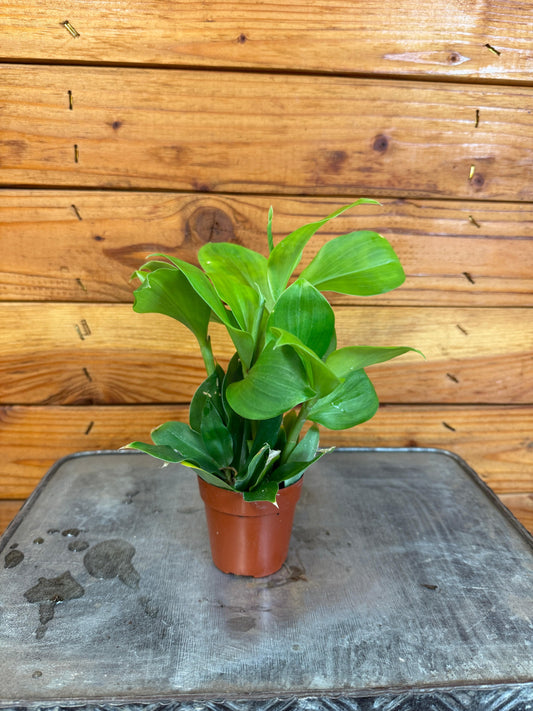 Costus Igneus Insulin Plant, 2" Plant