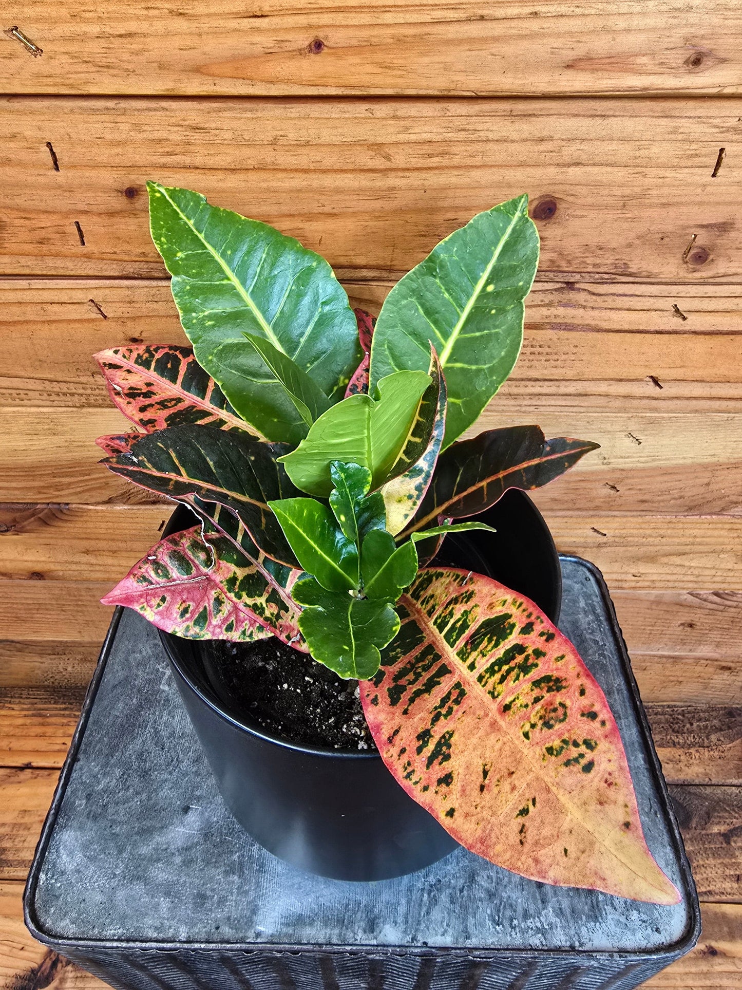 Croton Petra, 6" Plant