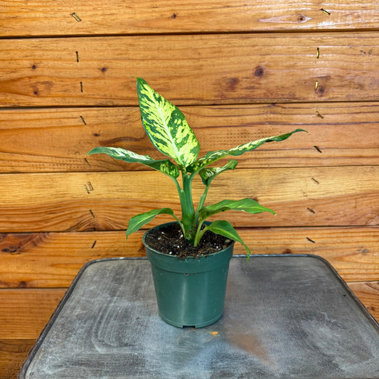 Dieffenbachia Sublime, 4" Plant