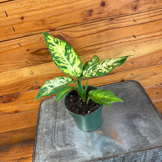 Dieffenbachia Sublime, 4" Plant