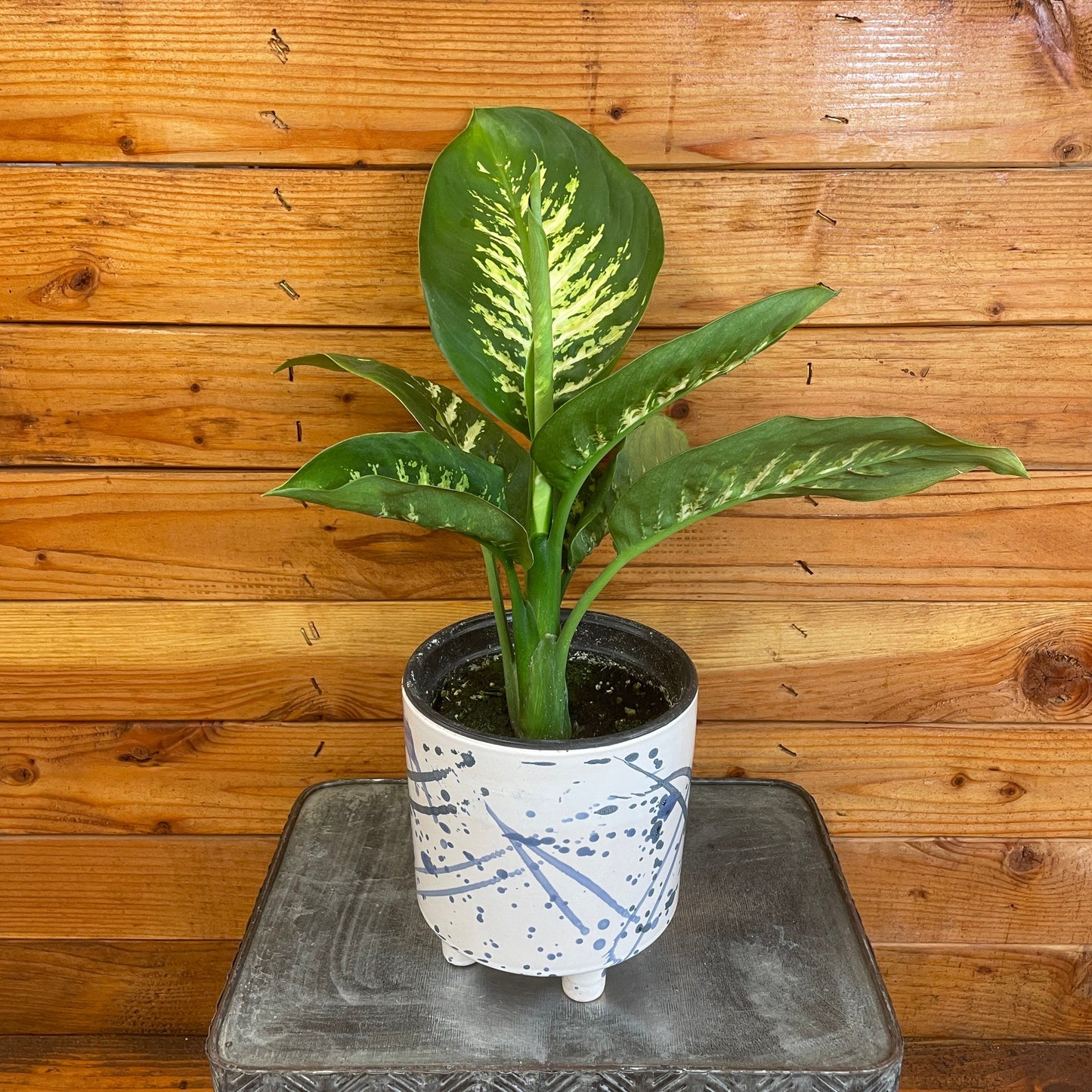 Dieffenbachia Tropic Snow, 6" Plant