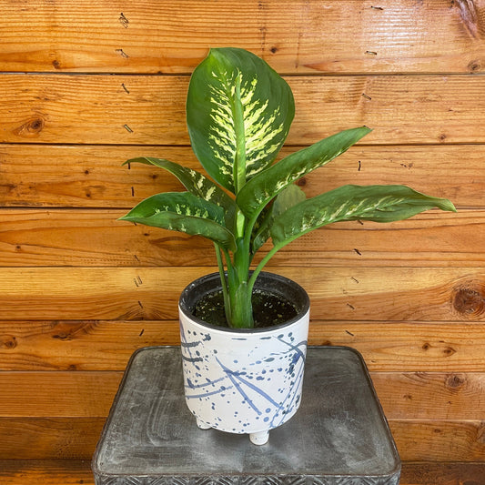 Dieffenbachia Tropic Snow, 6" Plant
