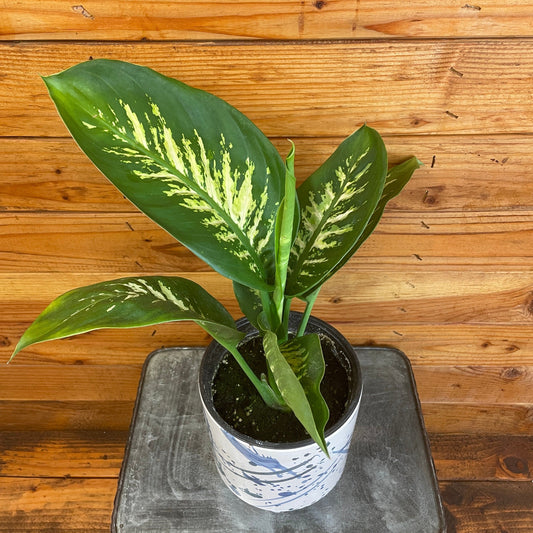 Dieffenbachia Tropic Snow, 6" Plant