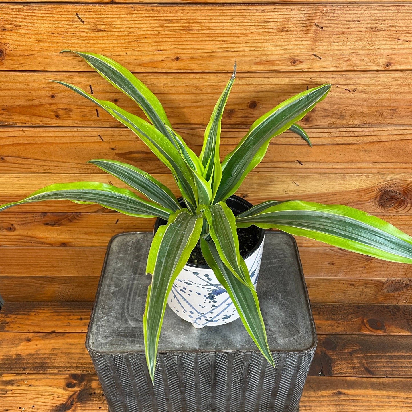 Dracaena Deremensis Lemon Lime, 6" Plant