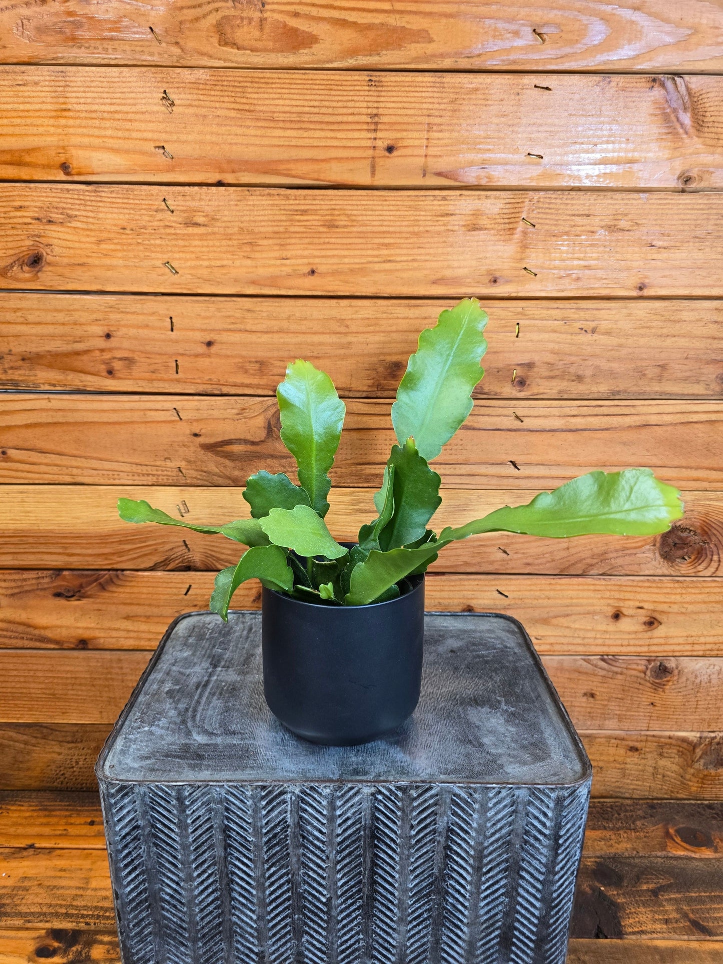 Epiphyllum Anguliger Beavertail Orchid Cactus, 4" Plant