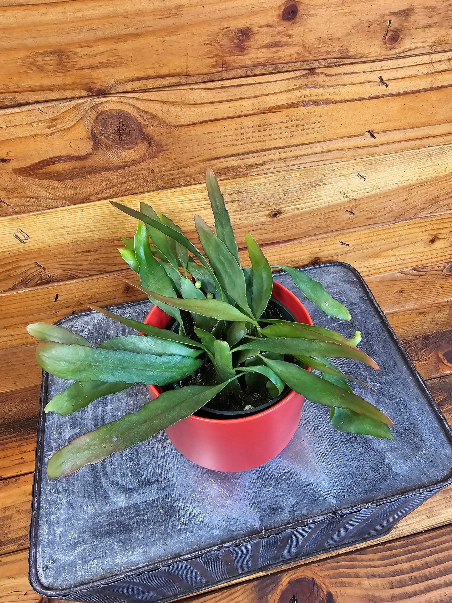 Pseudoripsalis Red Oval Orchid Cactus, 4" Plant