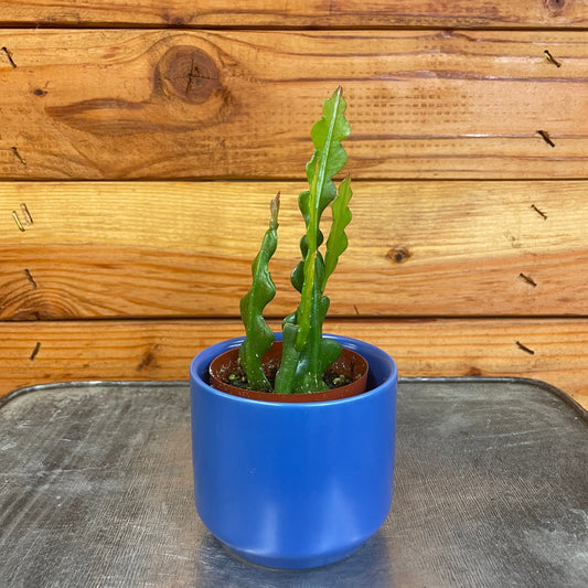 Epiphyllum Anguliger Ric Rac Cactus, 2" Plant