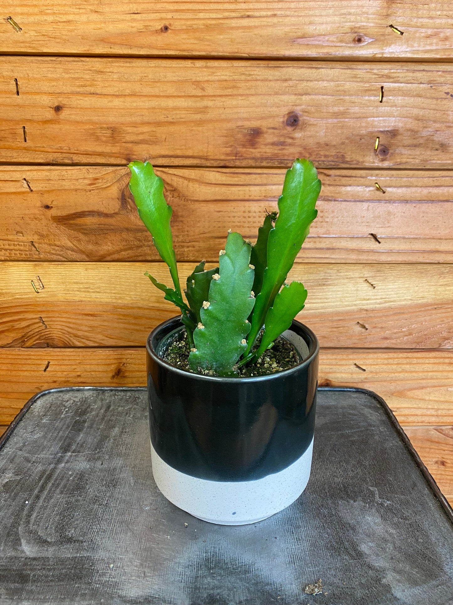 Epiphyllum Golden Orchid Cactus, 4" Plant