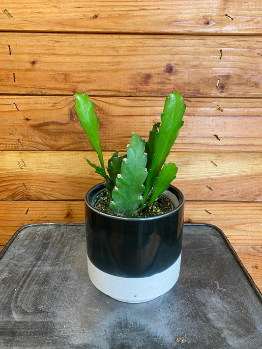 Epiphyllum Golden Orchid Cactus, 4" Plant