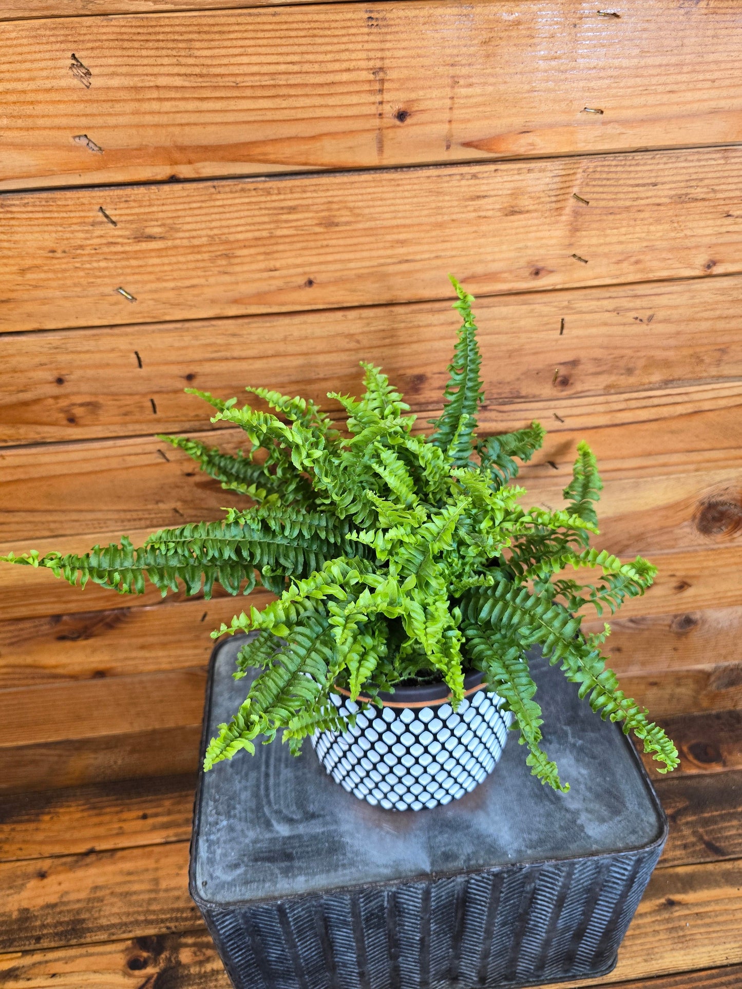 Fern Compact Boston, 6" Plant