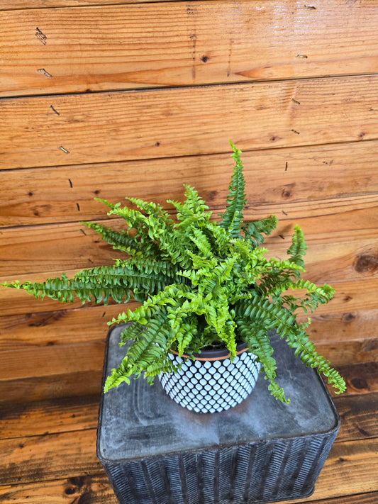 Fern Compact Boston, 6" Plant
